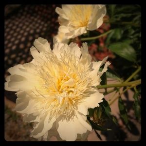 Meet your Posher, Xiwen